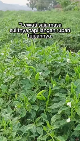 Lewati saja masa sulitnya tapi jangan rubah tujuannya 😇 tetap semangat walau harga cabe makin hari makin ⤵ 🌶 #petanimuda #petaniindonesia🇮🇩🇮🇩🇮🇩🌿🌿 #petanimilenial #petanisukses #petanicabai 