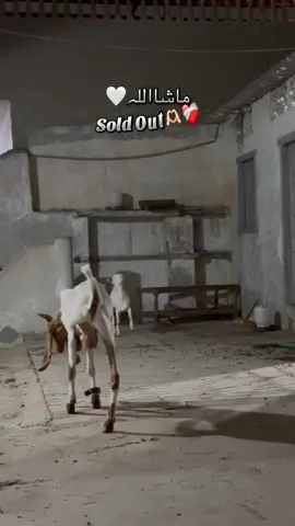 Mashallah Sold Out🫶🏻🤍#HRGoatfarm#mashallah#teddy #shoqeenloog #foryouu 