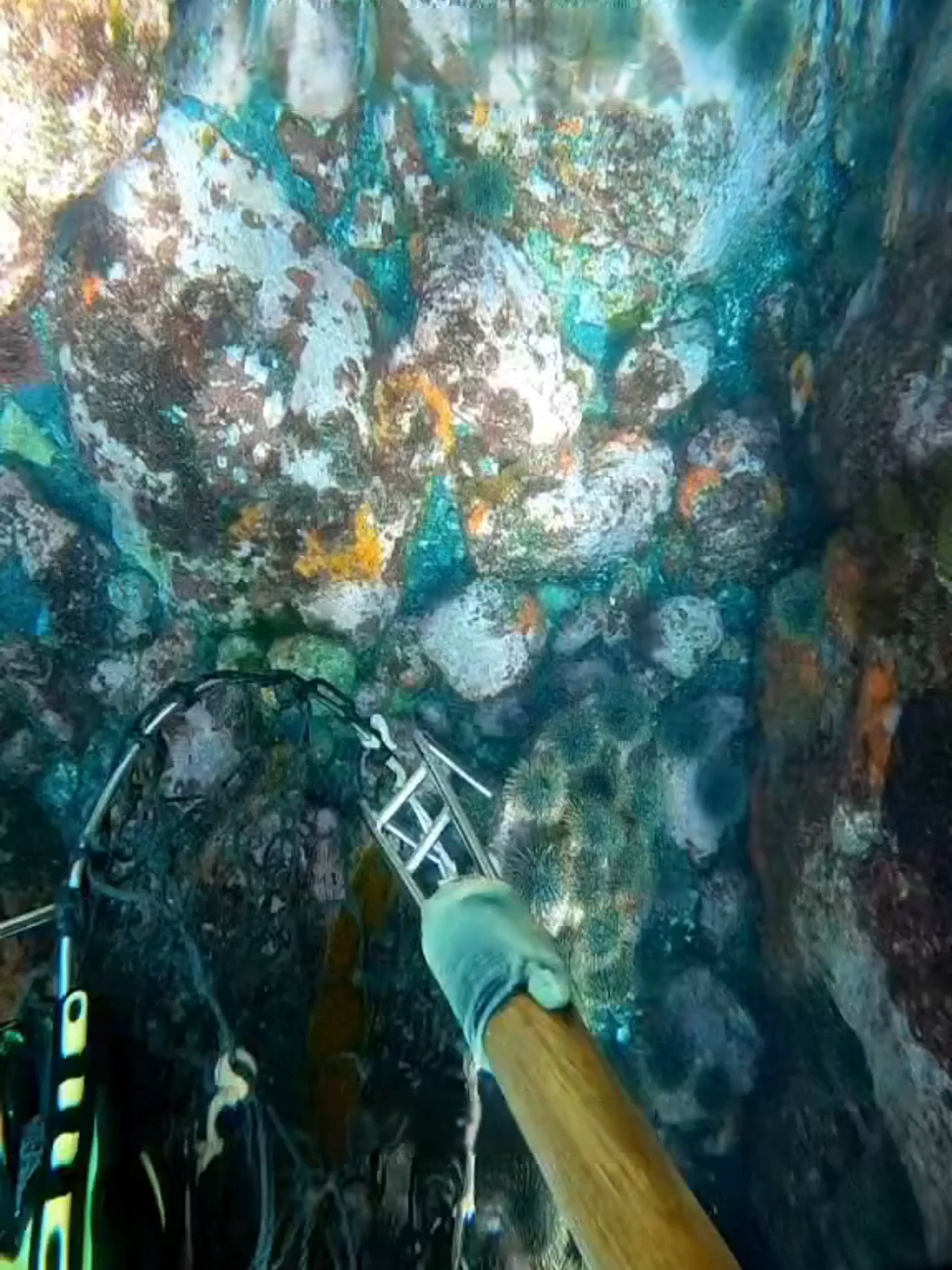 102 kina in one breath #kina #pestcontrol #seafood #asmr #freediving
