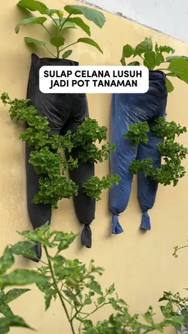 sulap celana lusuh jadi pot tanaman #infarm #berkebun #tanaman #sayuran #fyp 