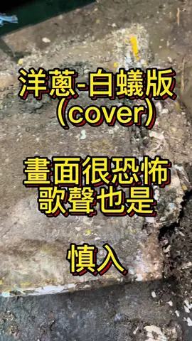 每隻都白白胖胖的～ 有翅膀的是繁殖蟻 也就是大水蟻 #除白蟻#除蟲