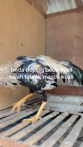 #jagoan kecil kita#hobi ayam#fyppppppppppppppppppppppp 