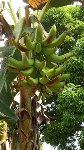 champ de bananier plantain de variétés Bouroukou 3 #creatorsearchinsights #CerealCerdik #agriculture #plants #plantsoftiktok 