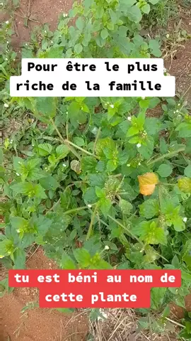 #plus #riche #famille #francetiktok🇫🇷 