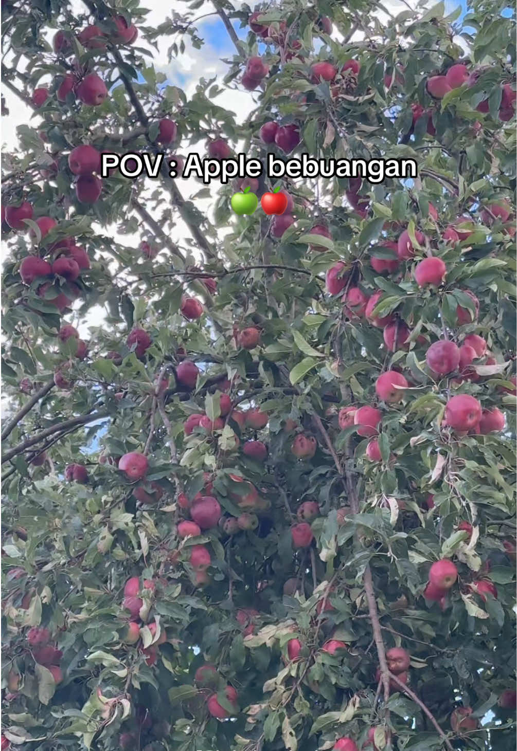 Applenya bebuangan guys 🍎🍏 #apple #appleliar #tinggaldijerman #tiktokindonesia #aleyamaxx 