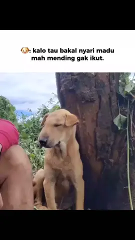 anjing lucu  #anjinglucu #lucu #ngakak #kocak #lucu_ngakak 