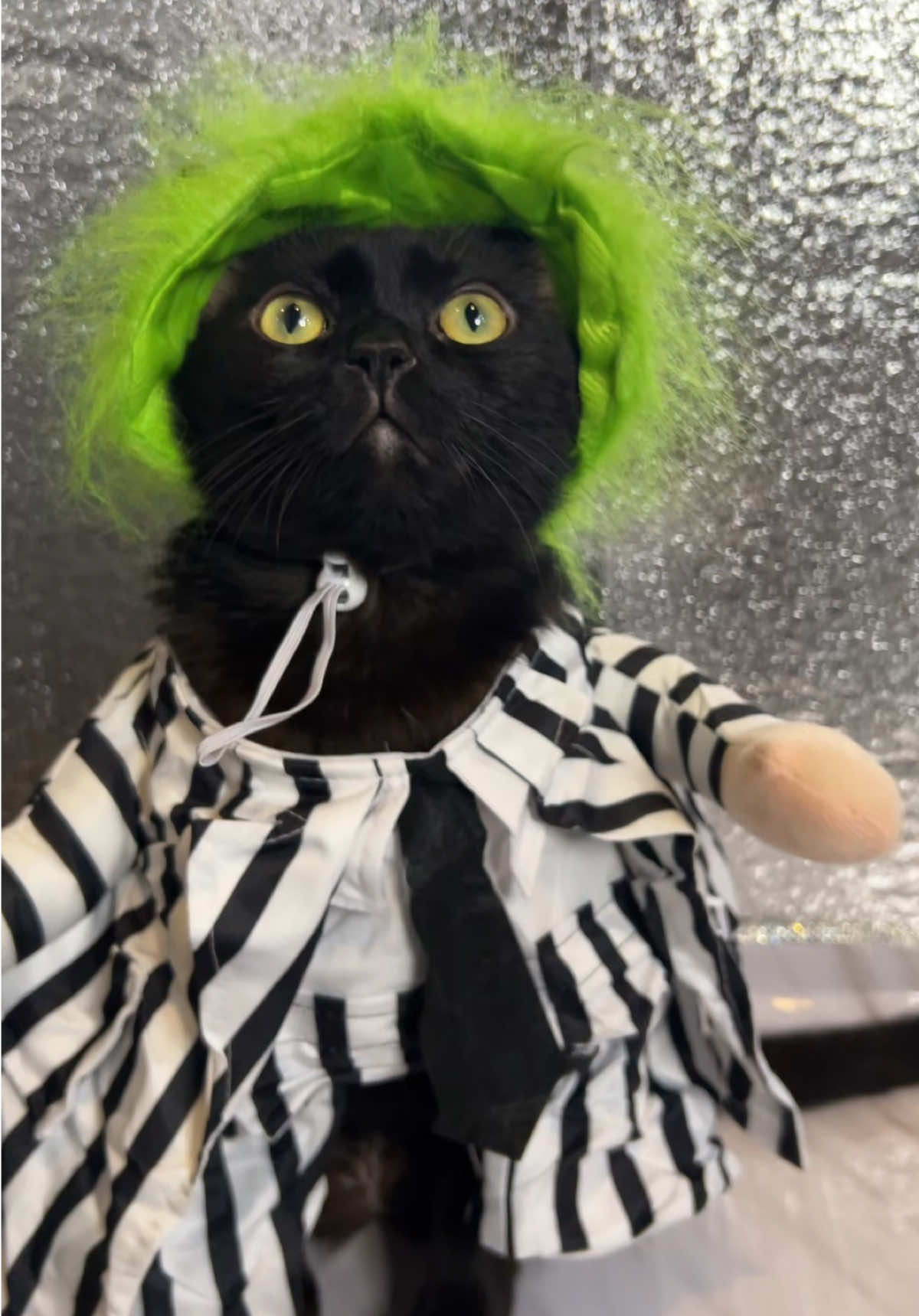 BOOBOO JUICE 🐈‍⬛ 🧪 #halloween #catsoftiktok #blackcatsoftiktok #BlackTikTok #cattok 