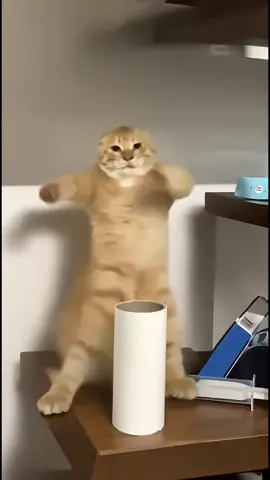 👀💃🐈‍⬛#cat #funny #pets #ai #cute 
