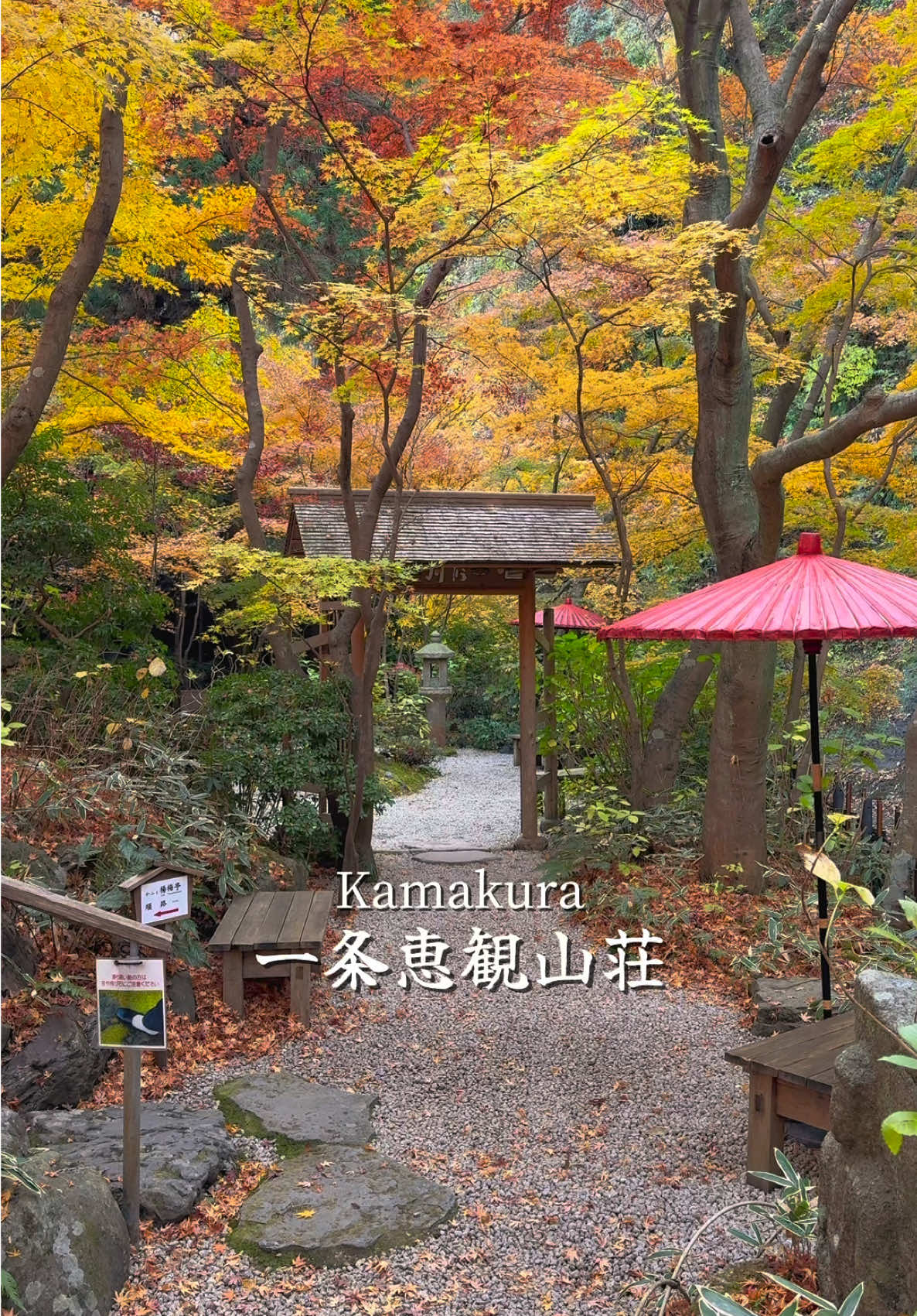 今年凄く行ってほしい！鎌倉の紅葉スポット🍁🥰 📍Ichijo Ekan Sanso / Kamakura🇯🇵 🗾一条恵観山荘 #鎌倉 #一条恵観山荘 #鎌倉観光 #紅葉 #日本の風景 