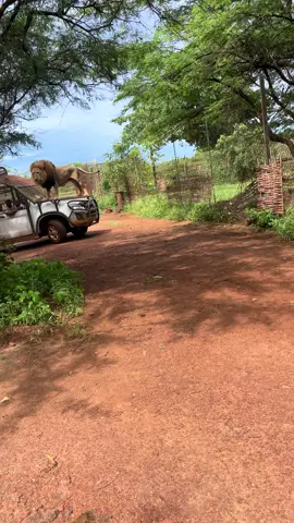 #safari #ranchdebandia #lion🇸🇳 #🦁 