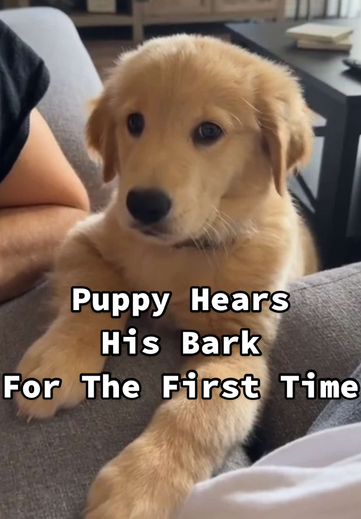 Was that...me?! 👁️👄👁️ (Via - @Wade the Golden) #DogsOfTikTok #Puppy #GoldenRetriever #fypシ 