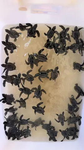I’m not crying, you are 😭 Most cutest thing ever!!!  ‘Meet Suksma (means thank you in Balinese) ❤️  📍🐢 Bali Sea Turtle Society, Kuta Beach Over 175 Baby turtles released into the ocean 🥹 #turtlerelease #baliturtlerescue #baliturtlesanctury #buckelistmoment #bali 