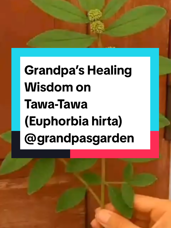 Replying to @sonia.hill  Do you know there is a tiny plant by the roadside that can save a life when hospitals and medicines fail? My children, listen carefully… Many today are suffering from dengue fever, low blood platelets, asthma, stubborn cough, chest tightness, stomach infections, typhoid, and weak immunity. Some are spending all they have on treatments, yet healing feels far away. Others watch loved ones struggle to breathe or lie weak from fever, and their hearts cry out for help. But what if I told you nature has already given us a cure hidden in plain sight? That humble little herb called Tawa-Tawa has been used for generations to: 🌱 Raise blood platelets during dengue 🌱 Relieve asthma & clear cough 🌱 Fight fevers & chest infections 🌱 Heal stomach troubles & diarrhea 🌱 Strengthen immunity & restore energy ✨ Grandpa’s Recipe for Tawa-Tawa Tea ✨ Pick and wash a handful of fresh Tawa-Tawa leaves and stems. Boil them in 3–4 cups of clean water for 10–15 minutes. Strain and allow to cool slightly. Drink ½ cup, 2–3 times daily. ✅ For dengue & low platelets → drink faithfully for 7–10 days. ✅ For asthma & cough → drink warm morning and evening. ✅ For immunity → take a small dose (¼ cup daily) as a tonic. ⚠️ Use with wisdom. Pregnant or nursing mothers, and those on strong medication, should seek advice before use. 💭 Each time you drink, speak life: “May this leaf restore my strength, heal my body, and renew my spirit.” 🌿 Grandpa’s Closing Words My children, health is wealth. Don’t wait for sickness to knock you down before you remember the plants around you. Nature whispers healing to those who listen. 🙏🏾 If Grandpa’s wisdom has touched you today, show love by subscribing to Grandpa’s Garden 🌱, and if you feel moved, support through Mobile Money to help Grandpa keep sharing remedies for all families. May you never lack health, peace, or strength. 🌿💚 Do you want me to also compress this into a short viral TikTok caption + hashtags version (same hook, shorter but punchier), so you can use it for video posts while this long one goes into your descriptions?