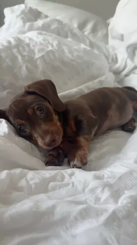 #fyp #dachshund #puppylove #dog 