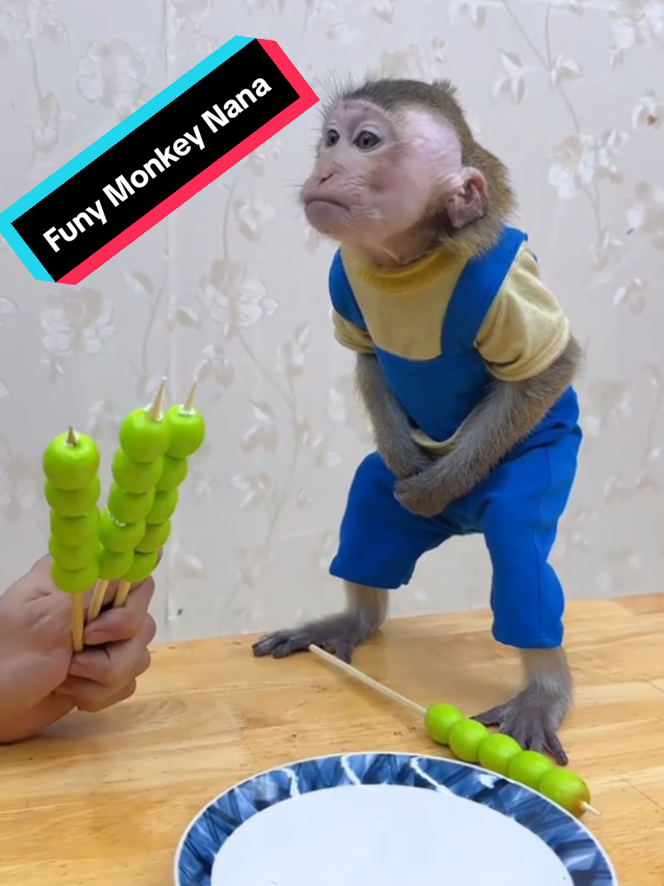 Monkey Nana Funy Video.  #Animal #Monkeybaby #MONKEY #NANA #Funy 