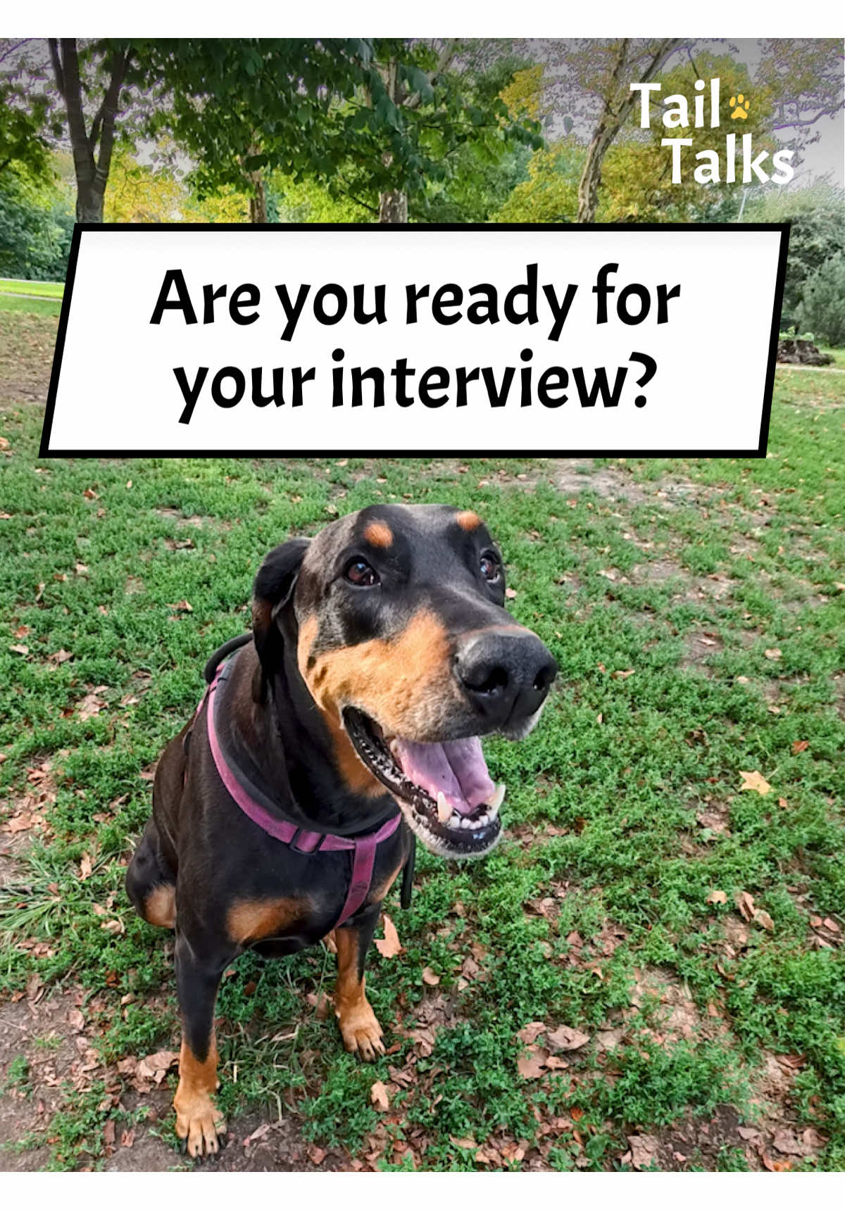 We met a very distinguished Doberman walking through the park. Watch his interview in our next video! #doberman #dobermanpinscher #dogs #dogsoftiktok #streetinterview 
