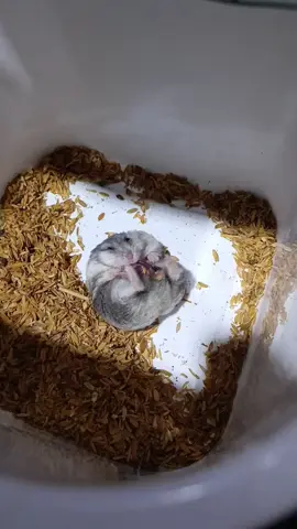 perjuangan ibu hamster #hamsterlucu 