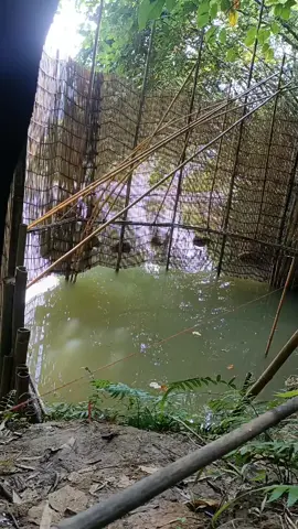 fishing#netfishing #fish #fishingnet #fishing #catfishing 