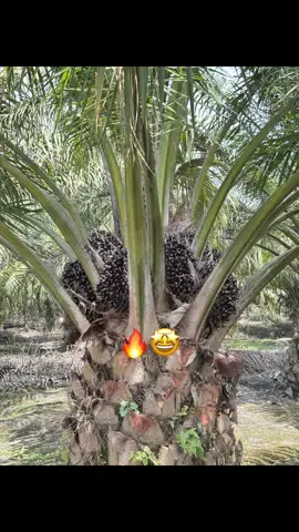 pokok impian🤩#fyp#sawitontiktok 
