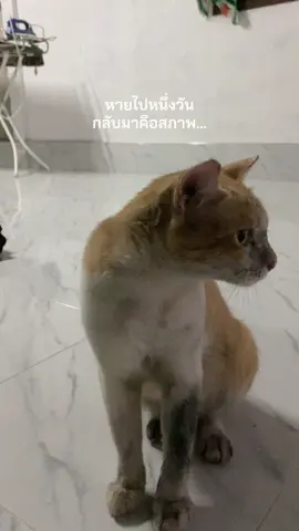 มอมแมมจังล่ะ #แมว #แมวส้ม #fyp #ฟีดดดシ 