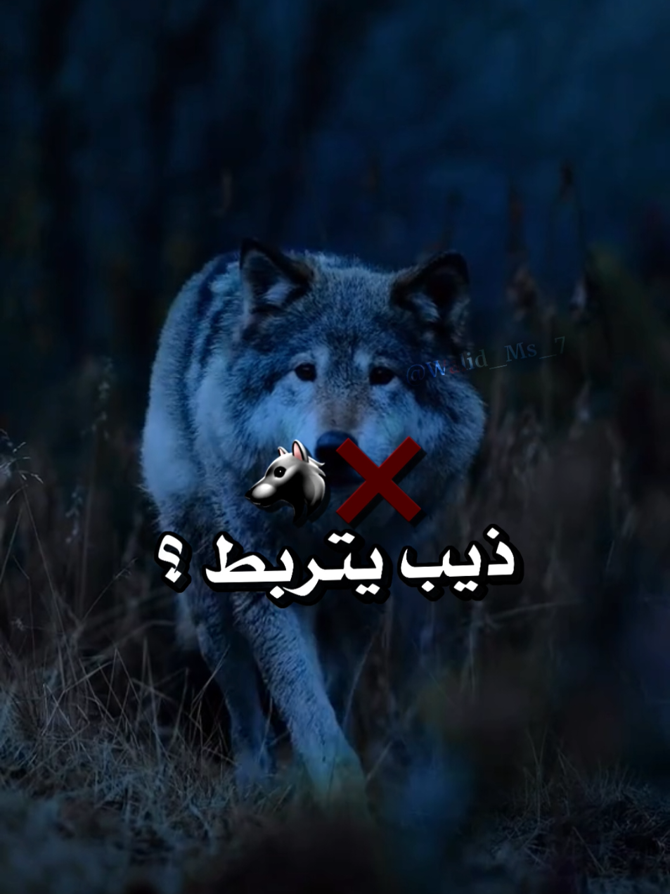 #الجزائر🇩🇿_تونس🇹🇳_المغرب🇲🇦 #تصميم_فيديوهات🎶🎤🎬 #fyp 