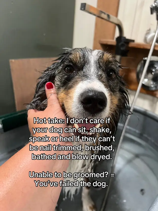 Grooming would be so much easier if more dogs went through cooperative dog grooming training #doodles #hottake #doggroomer #DogTraining #dog 