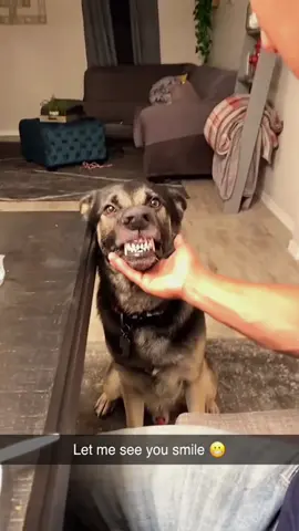 Try not to laugh 😂😂😂 #animals #dog #pet #haha #cat 