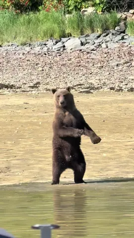 If not friend, why friend shaped?! Wait for it 🐻 unreal experience in #katmainationalpark #alaska #babybear #bear Ps we were slowly backing away! Didn’t want to scare lil man. Mama and this youngling weren’t showing any signs of distress until we started leaving 😇 