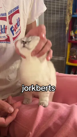 alternatively pinarberts #fypppppppppppppppppppppppppppppp #doobscoobgoob #catsoftiktok 