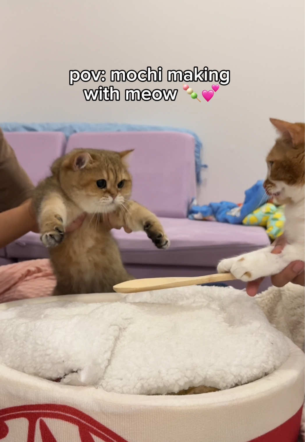 cats making mochi #cat 