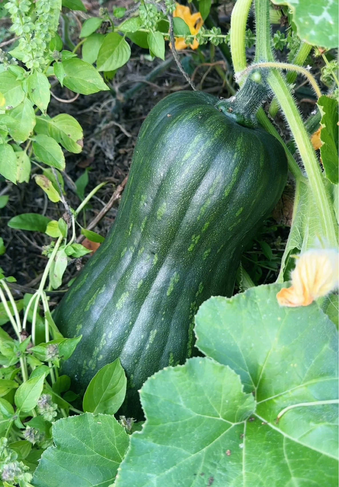 There are new baddies on the block 🥒✨ #garden #farmlife #abundance 