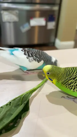 #budgie #parakeet #budgielife #parrotmama #petbird        