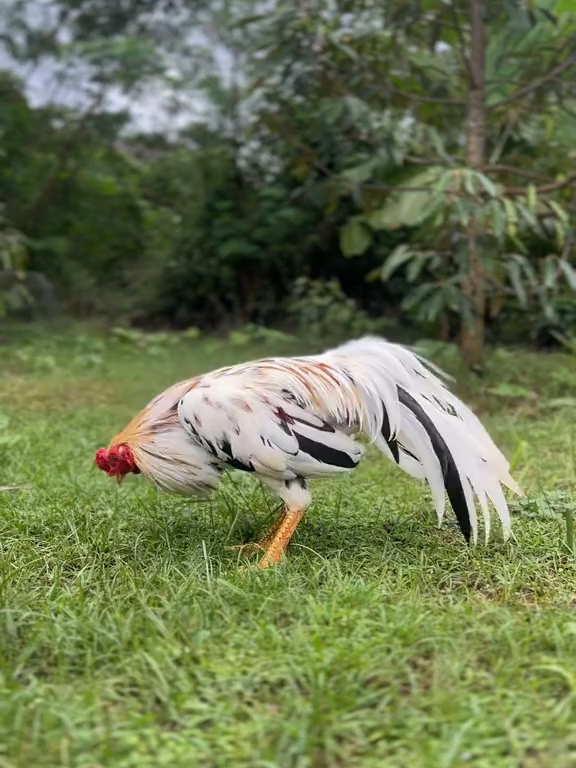 สวยครับ #ดูไก่ชน #ไลฟ์สดไก่ชนวันนี้ #ถ่ายทอดสดไก่ชน #ดูไลฟ์สดไก่ชน #ไก่ชนสด #แทงไก่ชน