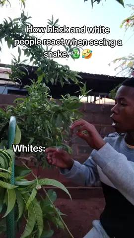 Aka Simon Keyes, Snake in the city #savinhoneo #mojaki 