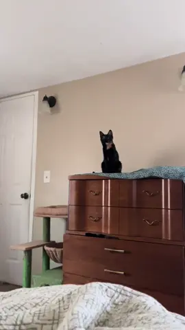 Blueberry’s discovered her reflection in the mirror across the room.  #funnycat #sillykitty #funnykitty #tortie #tortiesoftiktok 