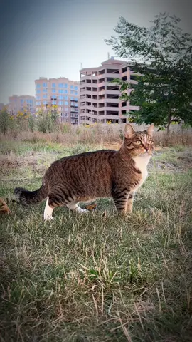 Ми конечно подумаємо знаючи ваші таланти#котики #прикол #сміхота😂😂 #гуморукраїнською💛💙 #cat 