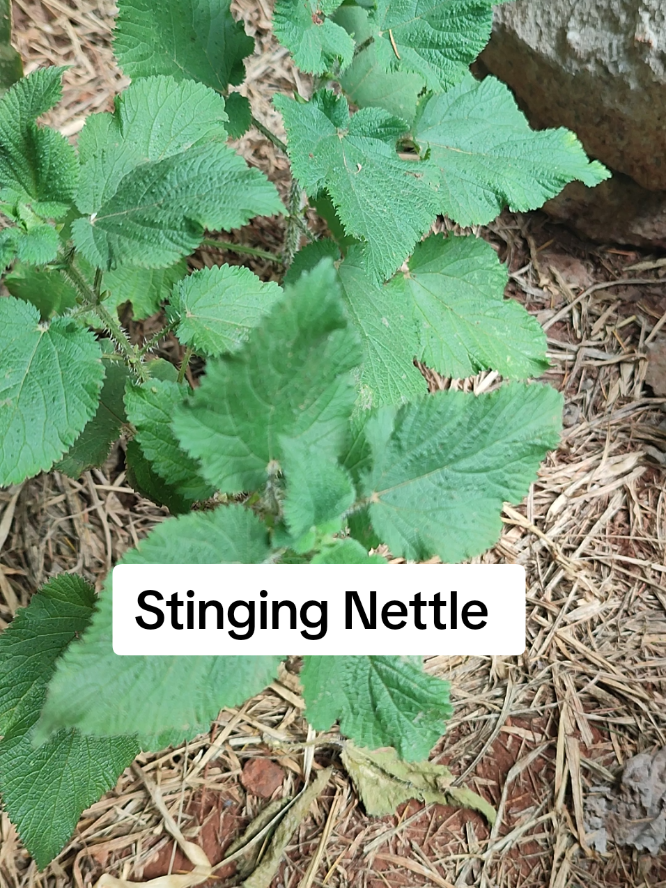 Urtica massaica. Stinging nettle is a nutrient rich super green that can be eaten as a vegetable and applied topically to relieve pain and inflammation. The roots and leaves are dried and used for anaemia, inflammation, joint pain/arthritis and detoxification. #plantsoftiktok #stingingnettles #food #nairobitiktokers #mombasatiktokers 