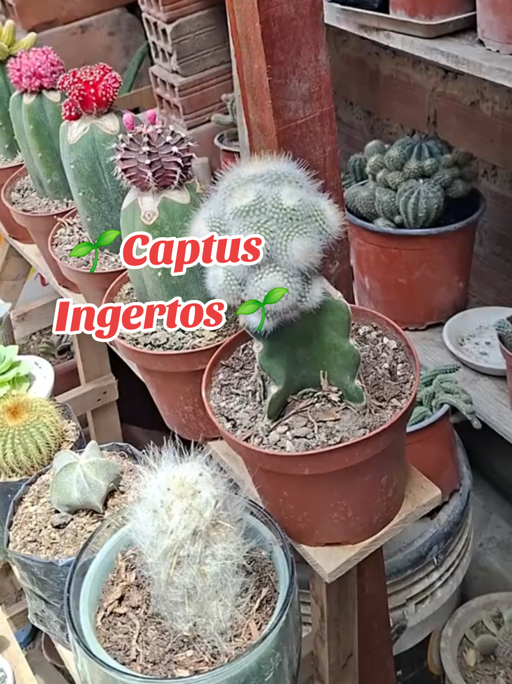 Captus ingertados y más ☺️ . . . . #captus #plantas #vivero #viral #fpp 