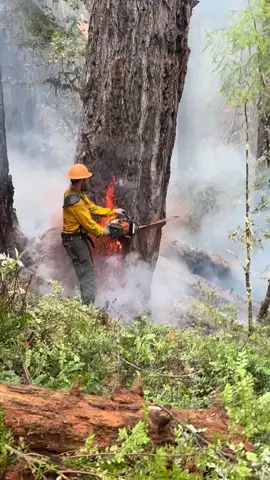 Yeatin heat sticks on the fireline #stihl #westcoast #logging #oregon 