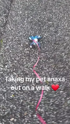 Looking for dromases together 🥰 || #Hsr #anaxa #hoyoverse #anaxagoras #amphoreus 