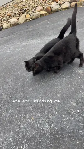 #cat #cats #catsoftiktok #catlover 