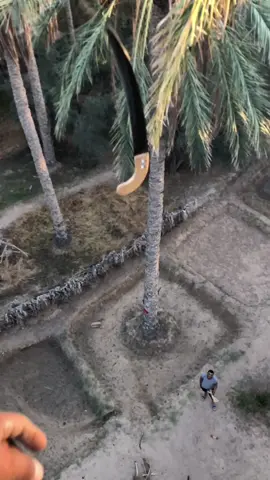 #صقرقبلي 