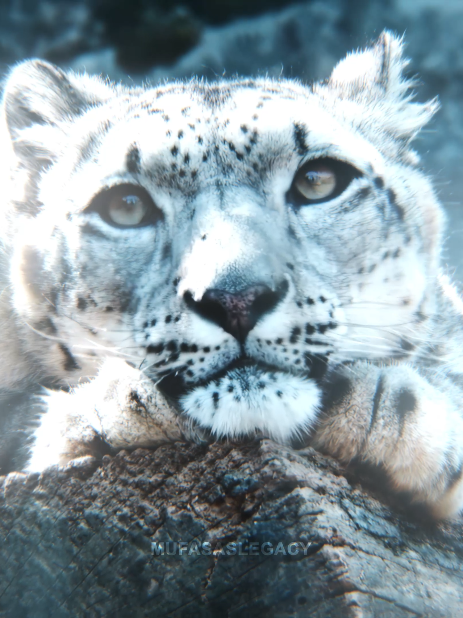 How can you not feel calm when you see snow leopards ? . . #snowleopard #snowleopardedit #cuteness #animal #animaledit#cuteedit#leoparddesneiges