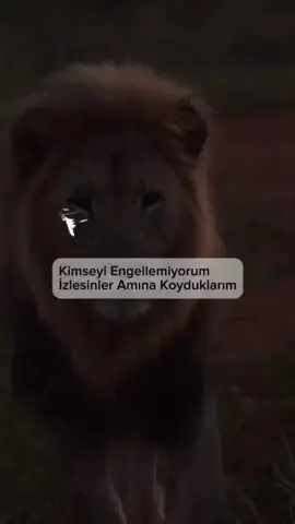 🐺🦁🦅 #kesfetlik #kesfetteyizzzzz #kesfet #yorgunbays #kesfettiktok 