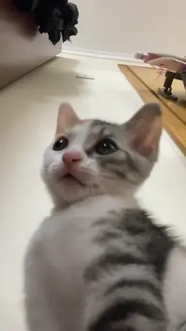 So cute #cutecat #pet #kucing #kitty #funny 