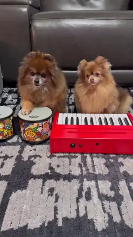Which one has the fastest paws? #funny #fyp #dogsoftiktok #pomeranian #doglover 