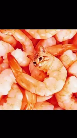 Cat meme 👌 #memestiktok #foryoupagе #cat #funnytiktok #viral 