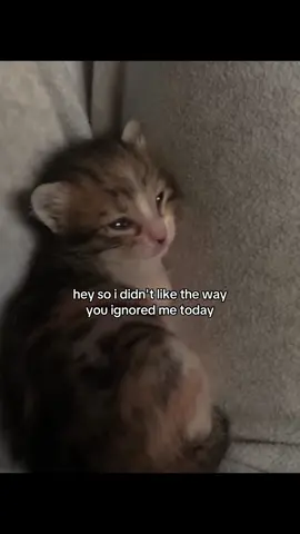 #catsoftiktok #catmeme #relationshipmemes #relatable #couplecomedy 
