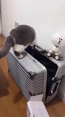 cat made trouble for himself  #cat #funnyvideos #pets #cats #reels 
