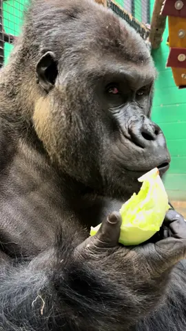 Pausing again to make sure everyone is listening to the CRUNCH 🖤🦍 #gorilla #fypage #zookeeperlife #asmr #eating 